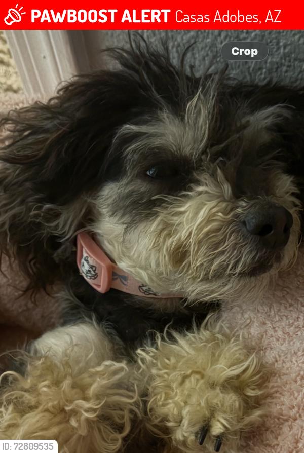 Lost Female Dog last seen Ina and la cholla, Casas Adobes, AZ 85704