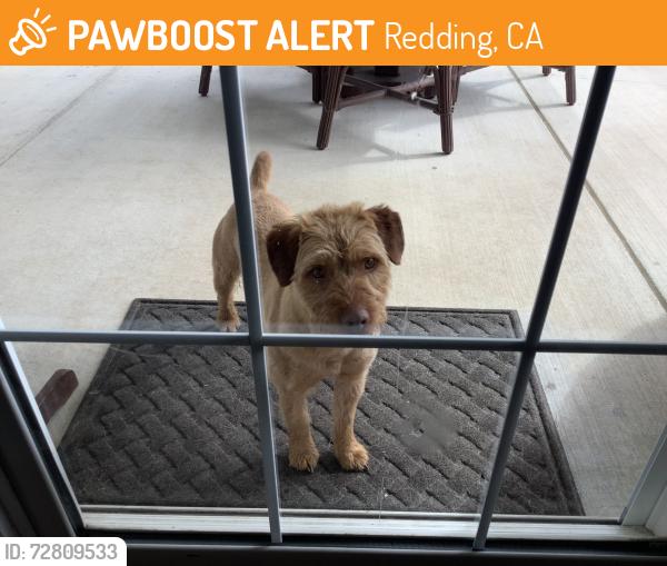 Found/Stray Male Dog last seen O’Conner/Placer, Redding, CA 96003