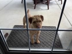 Found/Stray Male Dog last seen O’Conner/Placer, Redding, CA 96003