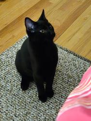 Reunited Male Cat last seen E Lehigh Ave & S Unita  , Denver, CO 80237