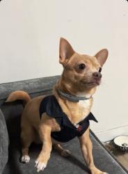 Lost Male Dog last seen Near Indiana Ave Buena Park, CA  90621 United States, Buena Park, CA 90621