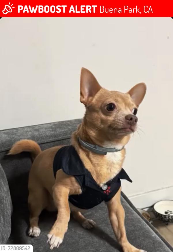 Lost Male Dog last seen Near Indiana Ave Buena Park, CA  90621 United States, Buena Park, CA 90621
