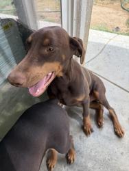 Lost Male Dog last seen Avenue N, Palmdale, CA 93551