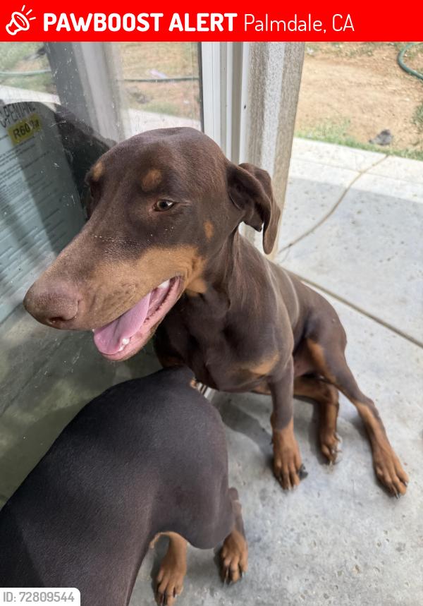 Lost Male Dog last seen Avenue N, Palmdale, CA 93551