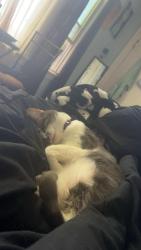 Lost Female Cat last seen Rambler Place, Cincinnati, OH 45231