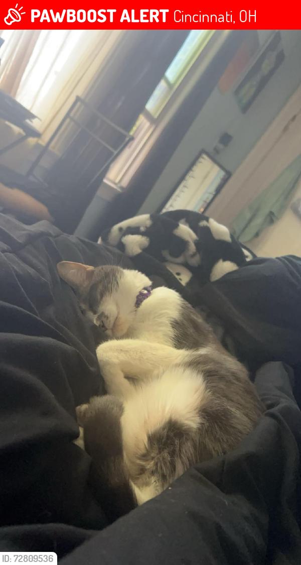 Lost Female Cat last seen Rambler Place, Cincinnati, OH 45231