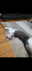 Found/Stray Female Cat last seen SE como ave and SE 25th ave, Minneapolis, MN 55414
