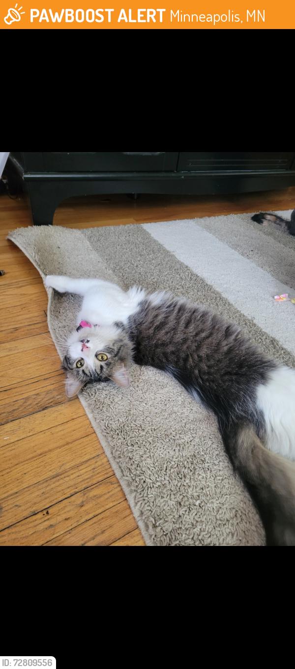 Found/Stray Female Cat last seen SE como ave and SE 25th ave, Minneapolis, MN 55414