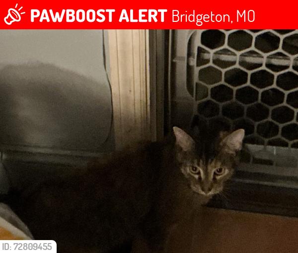 Lost Female Cat last seen Matthews Park, Bridgeton, MO 63074