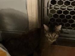 Lost Female Cat last seen Matthews Park, Bridgeton, MO 63074