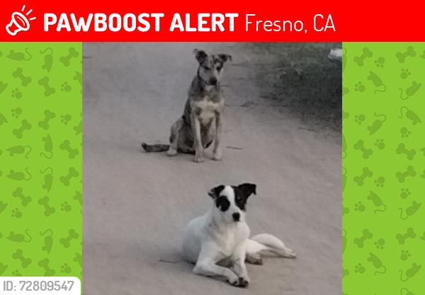 Lost Male Dog last seen Hayes and Ashland Fresno, CA, Fresno, CA 93722