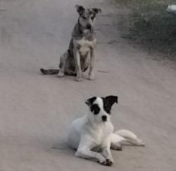 Lost Male Dog last seen Hayes and Ashland Fresno, CA, Fresno, CA 93722