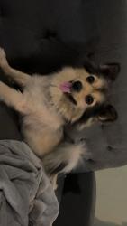 Lost Female Dog last seen in forest grove, Henderson County, TX 75758