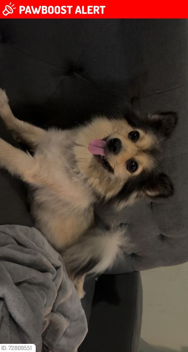 Lost Female Dog last seen in forest grove, Henderson County, TX 75758