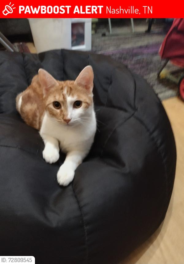 Lost Female Cat last seen Tulip grove road , Nashville, TN 37076