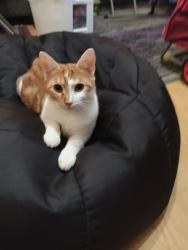 Lost Female Cat last seen Tulip grove road , Nashville, TN 37076