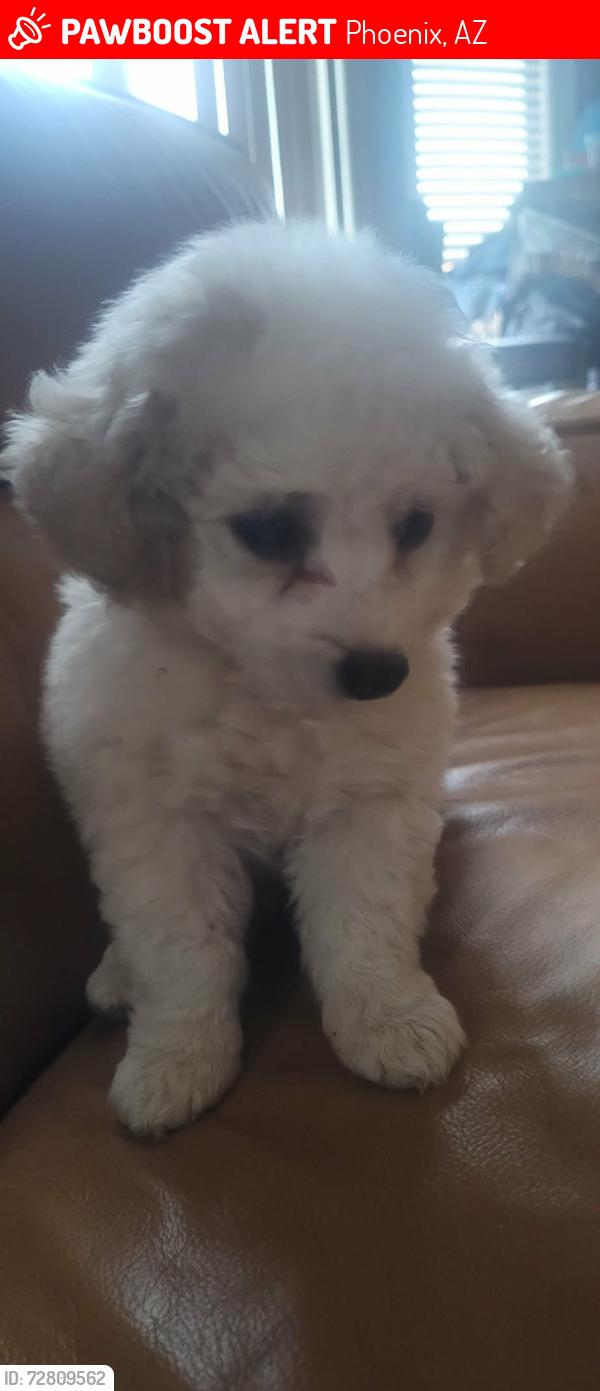 Lost Male Dog last seen Crown King road 67th lower buckeye, Phoenix, AZ 85043