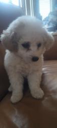 Lost Male Dog last seen Crown King road 67th lower buckeye, Phoenix, AZ 85043