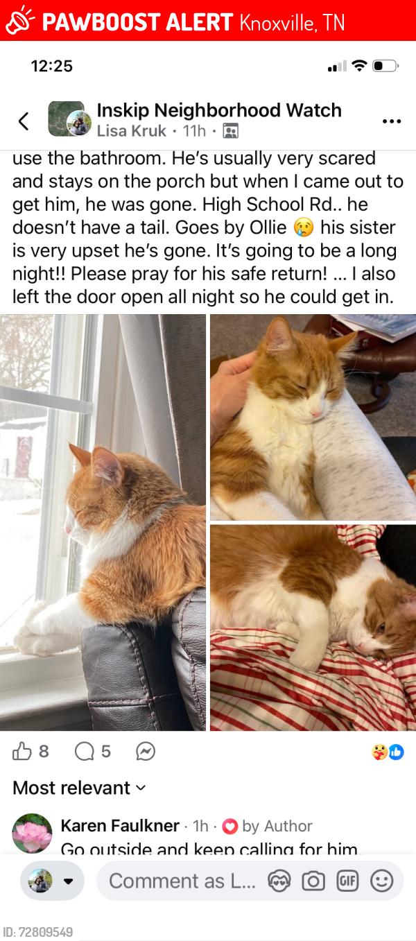 Lost Male Cat last seen Hayes Rd. , Knoxville, TN 37912