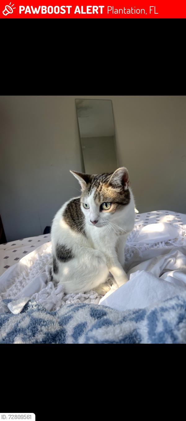Lost Female Cat last seen st lutheran church, Plantation, FL 33324