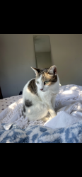 Lost Female Cat last seen st lutheran church, Plantation, FL 33324