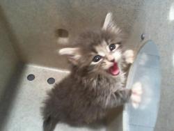 Shelter Stray Male Cat last seen CHARLOTTE, Charlotte, NC 28217