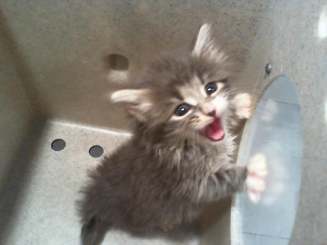 Shelter Stray Male Cat last seen CHARLOTTE, Charlotte, NC 28217