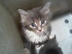 Shelter Stray Male Cat last seen CHARLOTTE, Charlotte, NC 28217