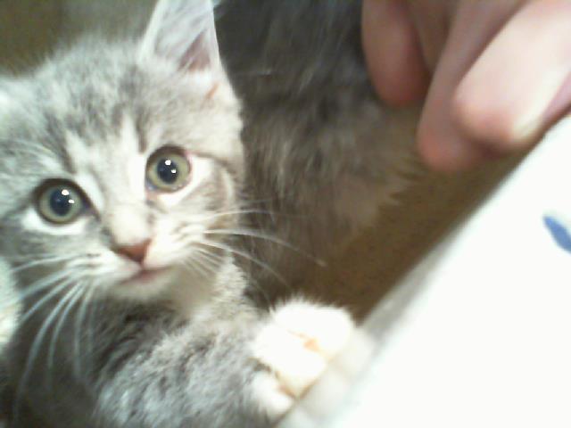 Shelter Stray Female Cat last seen CHARLOTTE, Charlotte, NC 28217