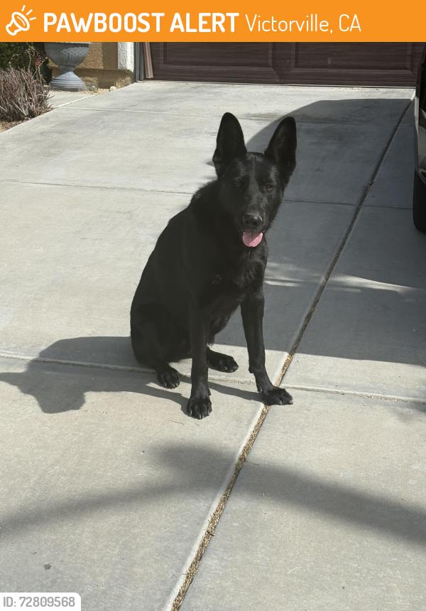 Found/Stray Female Dog last seen Mesa street/cochita, Victorville, CA 92392