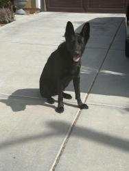 Found/Stray Female Dog last seen Mesa street/cochita, Victorville, CA 92392