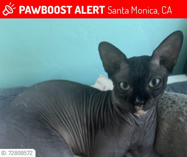 Lost Male Cat last seen 22nd and Washington , Santa Monica, CA 90403