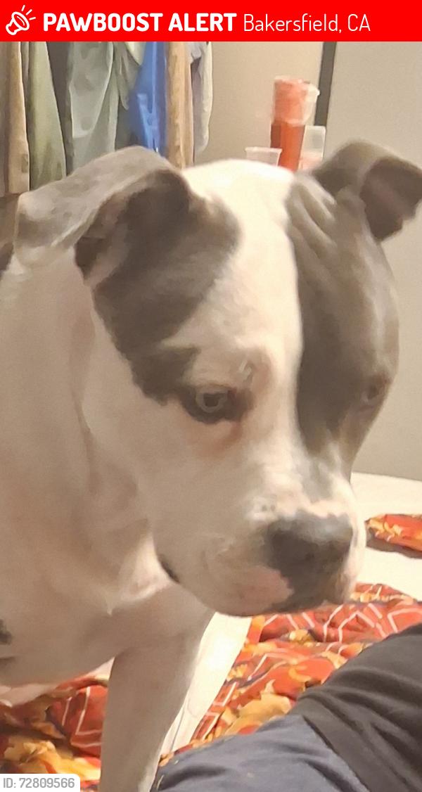 Lost Female Dog last seen Bell Terrace, Bakersfield, CA 93304
