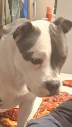 Lost Female Dog last seen Bell Terrace, Bakersfield, CA 93304