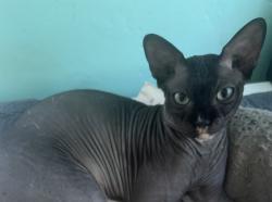 Lost Male Cat last seen 22nd and Washington , Santa Monica, CA 90403