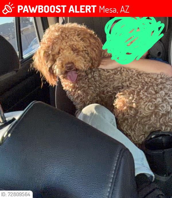 Lost Male Dog last seen Near S Mesa Dr , Mesa, AZ 85210