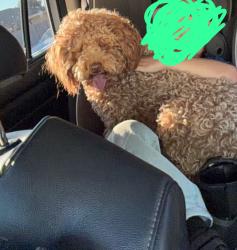 Lost Male Dog last seen Near S Mesa Dr , Mesa, AZ 85210