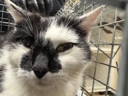 Shelter Stray Female Cat last seen Near BLOCK N 37TH ST, Milwaukee, WI 53215
