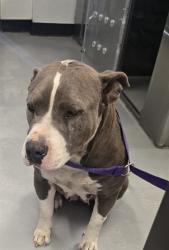 Shelter Stray Female Dog last seen FAIRFAX/SUNSET BLVD BAKERSFIELD, Bakersfield, CA 93307