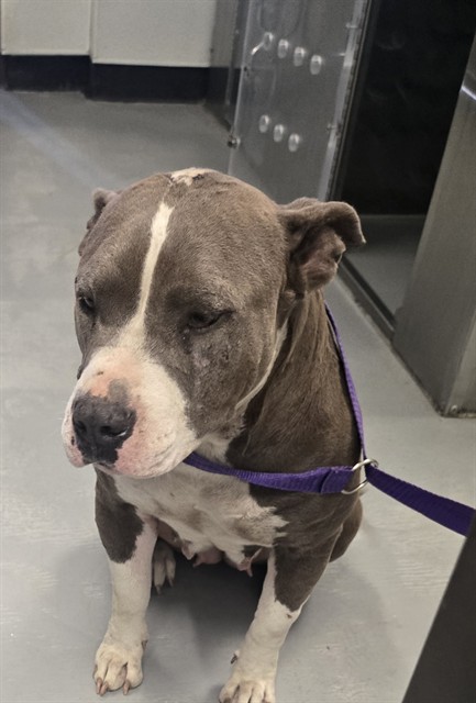 Shelter Stray Female Dog last seen FAIRFAX/SUNSET BLVD BAKERSFIELD, Bakersfield, CA 93307
