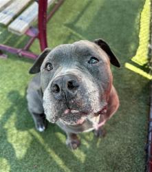 Shelter Stray Male Dog last seen Near BLOCK W FERN ST, Doral, FL 33122