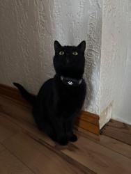 Lost Male Cat last seen Glendalock , Kalamazoo, MI 49048