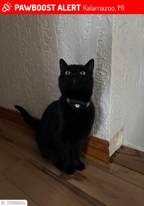 Lost Male Cat last seen Glendalock , Kalamazoo, MI 49048
