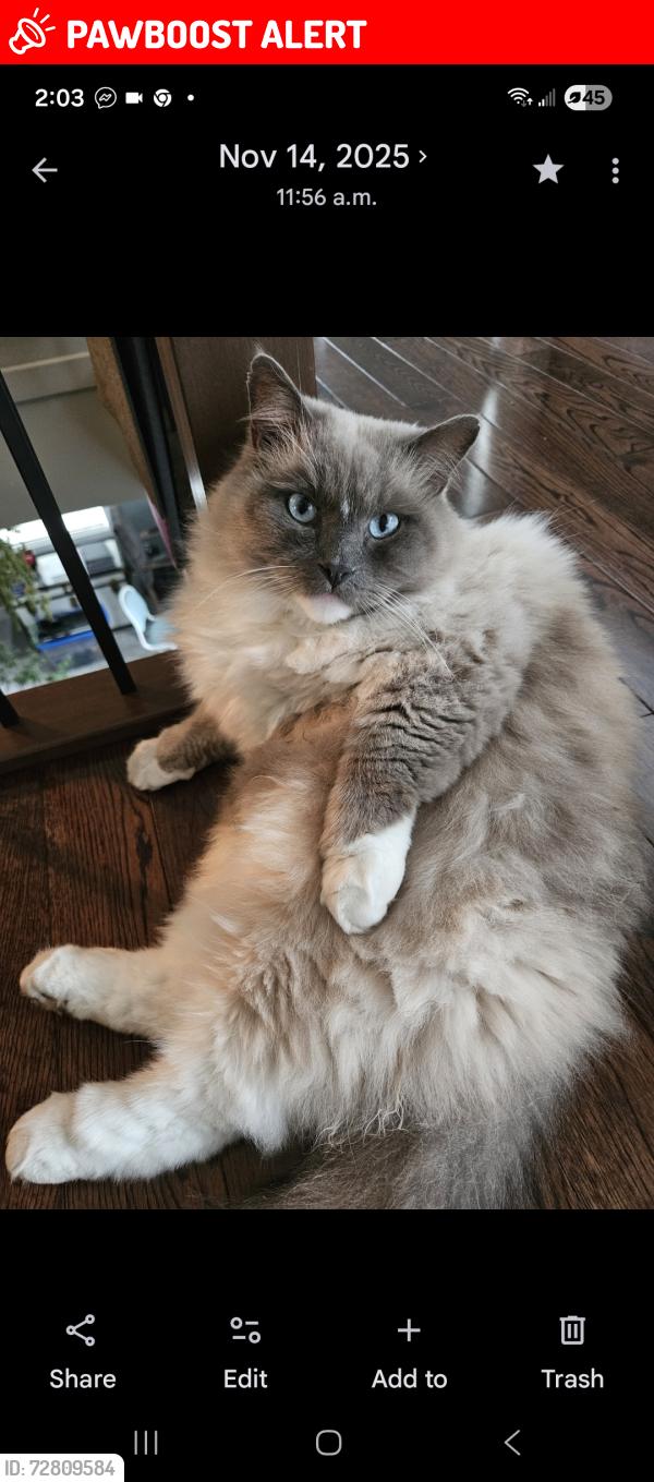 Lost Male Cat last seen Starlight cresent last seen. , West Kelowna, BC V1Z 4B9