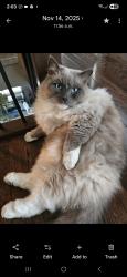 Lost Male Cat last seen Starlight cresent last seen. , West Kelowna, BC V1Z 4B9
