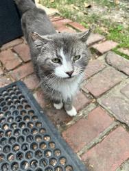 Reunited Male Cat last seen Old Fort Rd, Fort Washington, MD 20744
