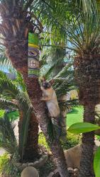 Lost Male Cat last seen Los Coches East, El Cajon, CA 92021