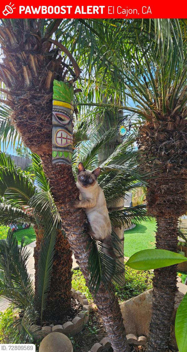 Lost Male Cat last seen Los Coches East, El Cajon, CA 92021