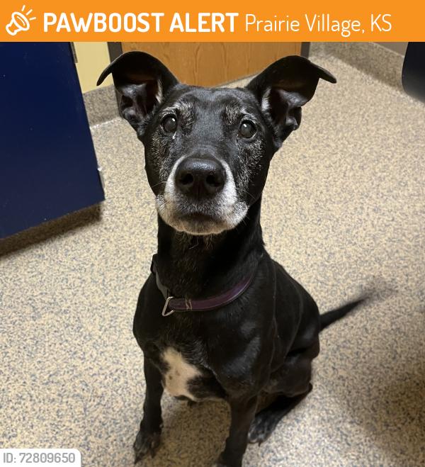 Found/Stray Male Dog last seen W 69th St and Fontana St, Prairie Village, KS 66208