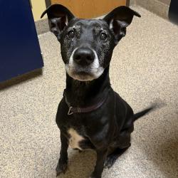 Found/Stray Male Dog last seen W 69th St and Fontana St, Prairie Village, KS 66208